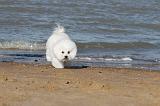 BICHON FRISE 084